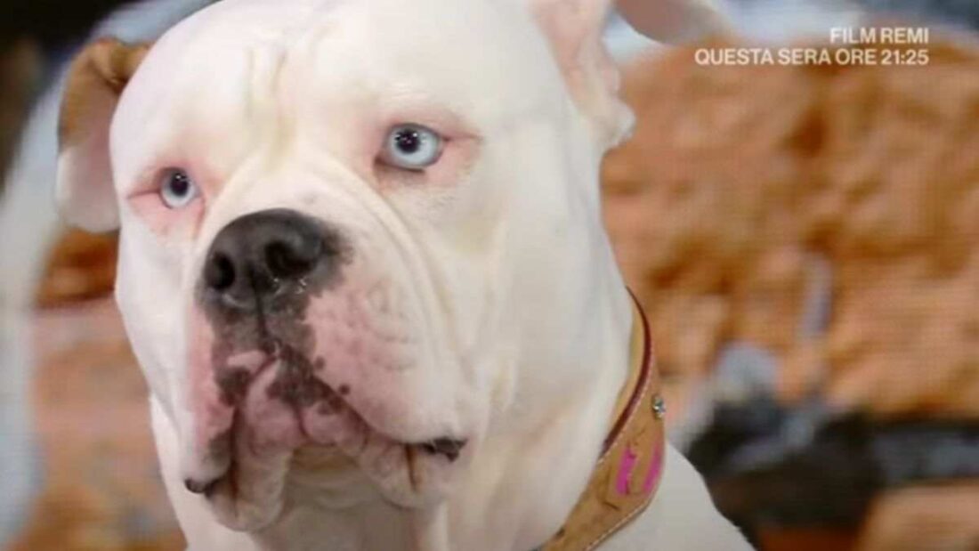 blanca 2 chi è linneo