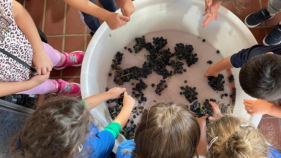 Vendemmia bambini