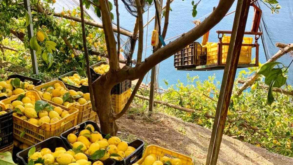 Limoni Amalfi