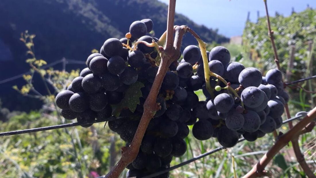 Vino Costiera Amalfitana