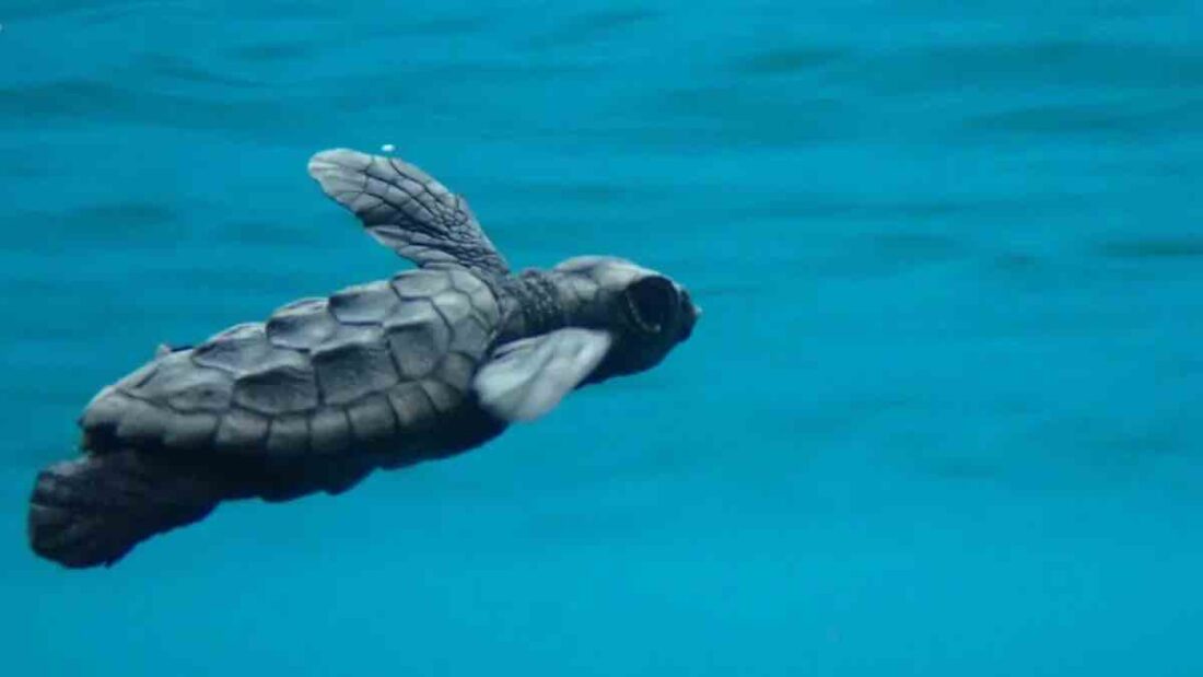 caretta caretta