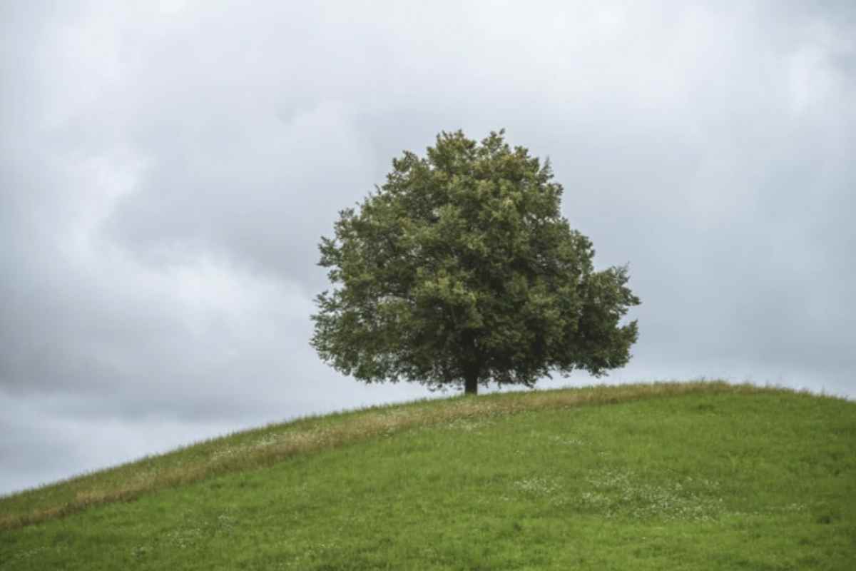 Il test trova le sue radici nel Baumtest sviluppato da Emil Jucker nel 1949 e poi sistematizzato da Karl Koch, che lo utilizzarono come strumento