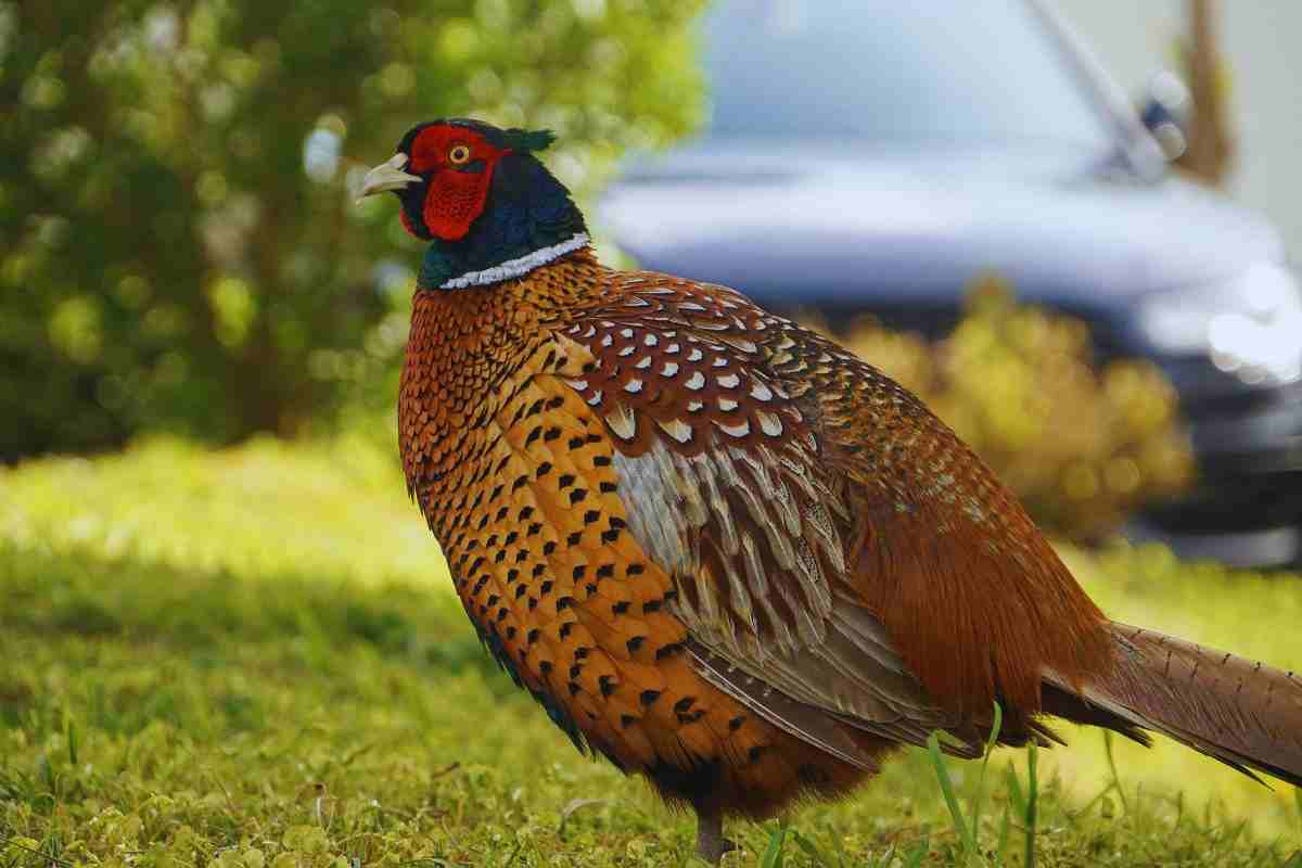 i benefici nutrizionali del fagiano